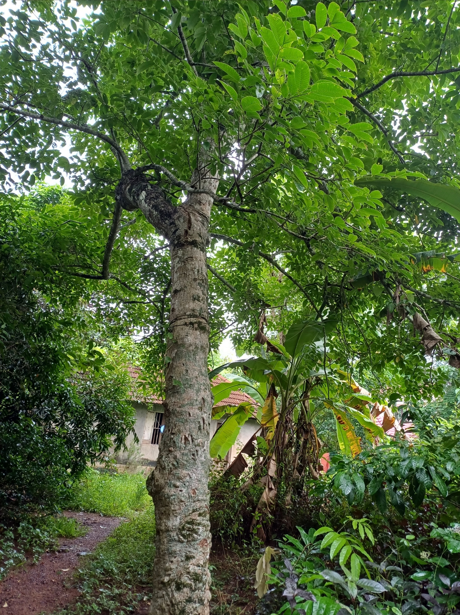 Imagem de Taperebá