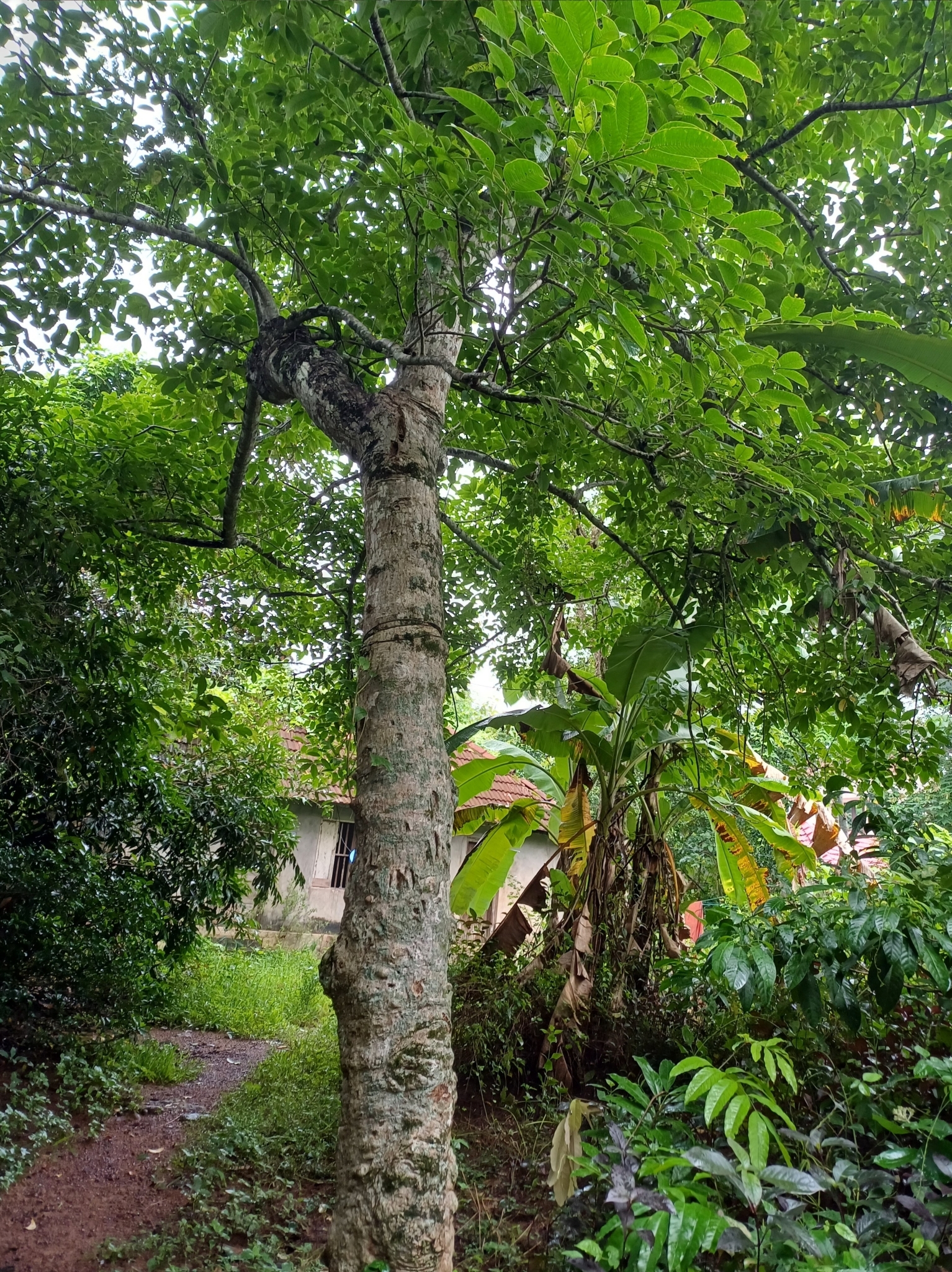 Imagem de Taperebá
