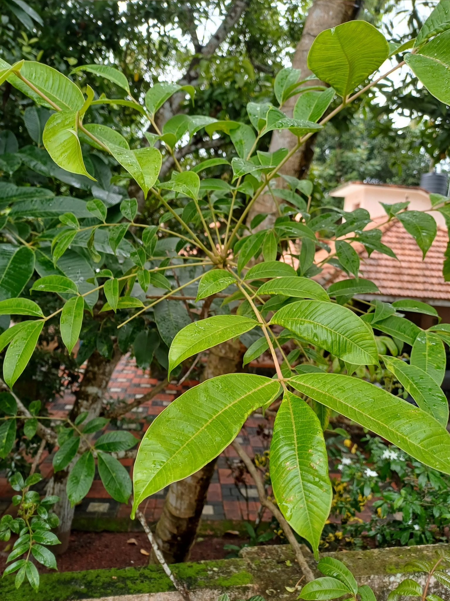 Imagem de Taperebá
