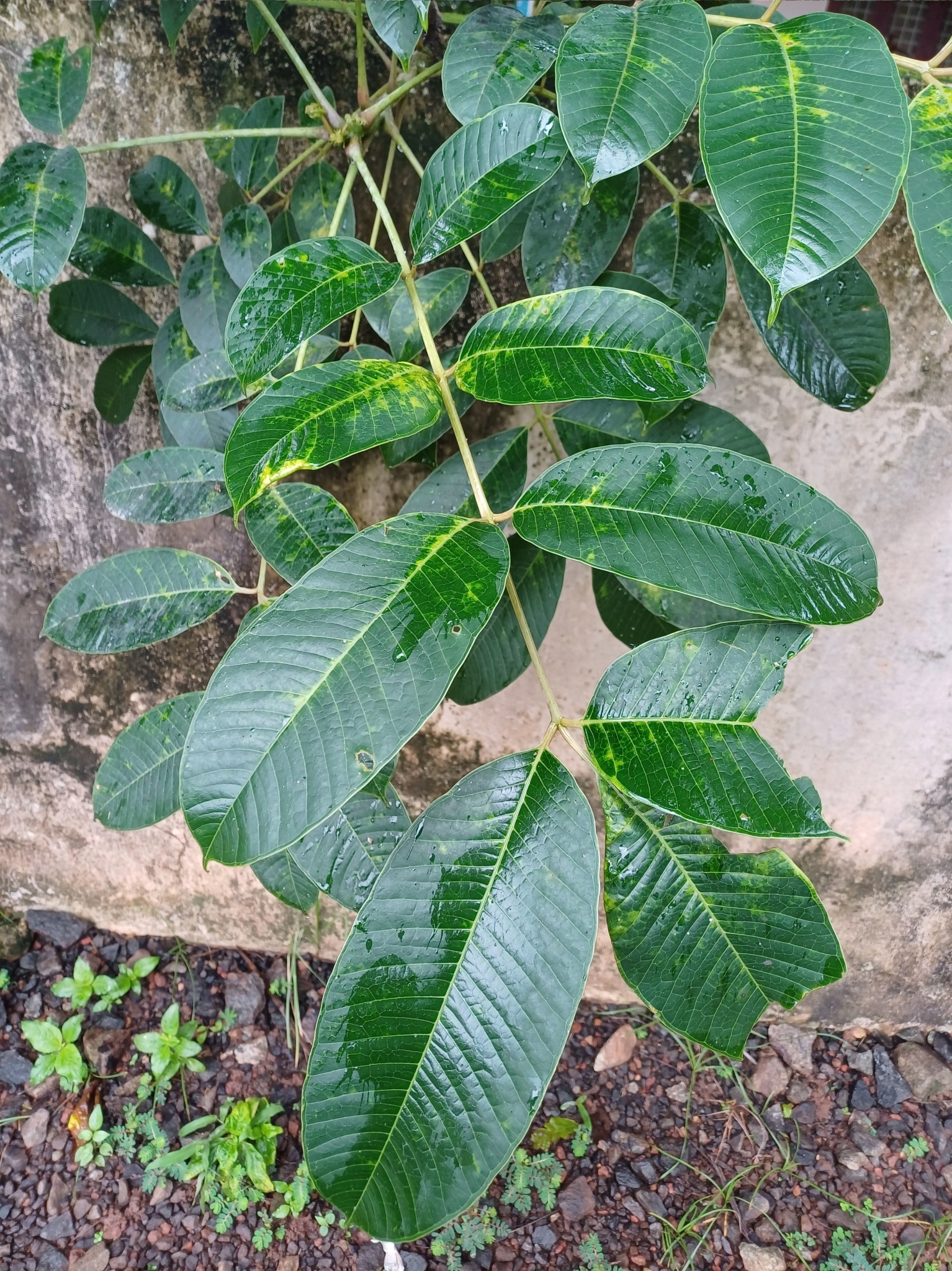 Imagem de Taperebá