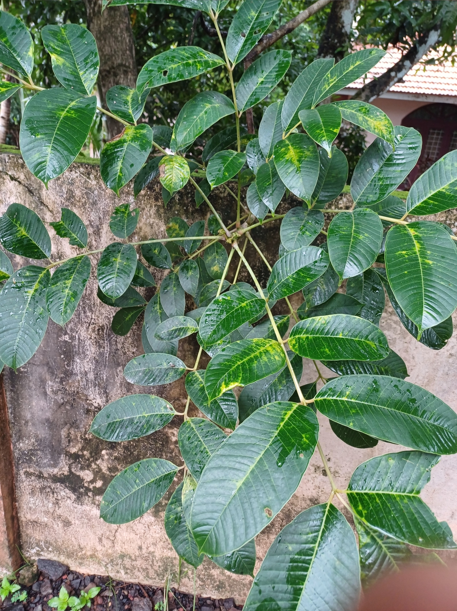 Imagem de Taperebá
