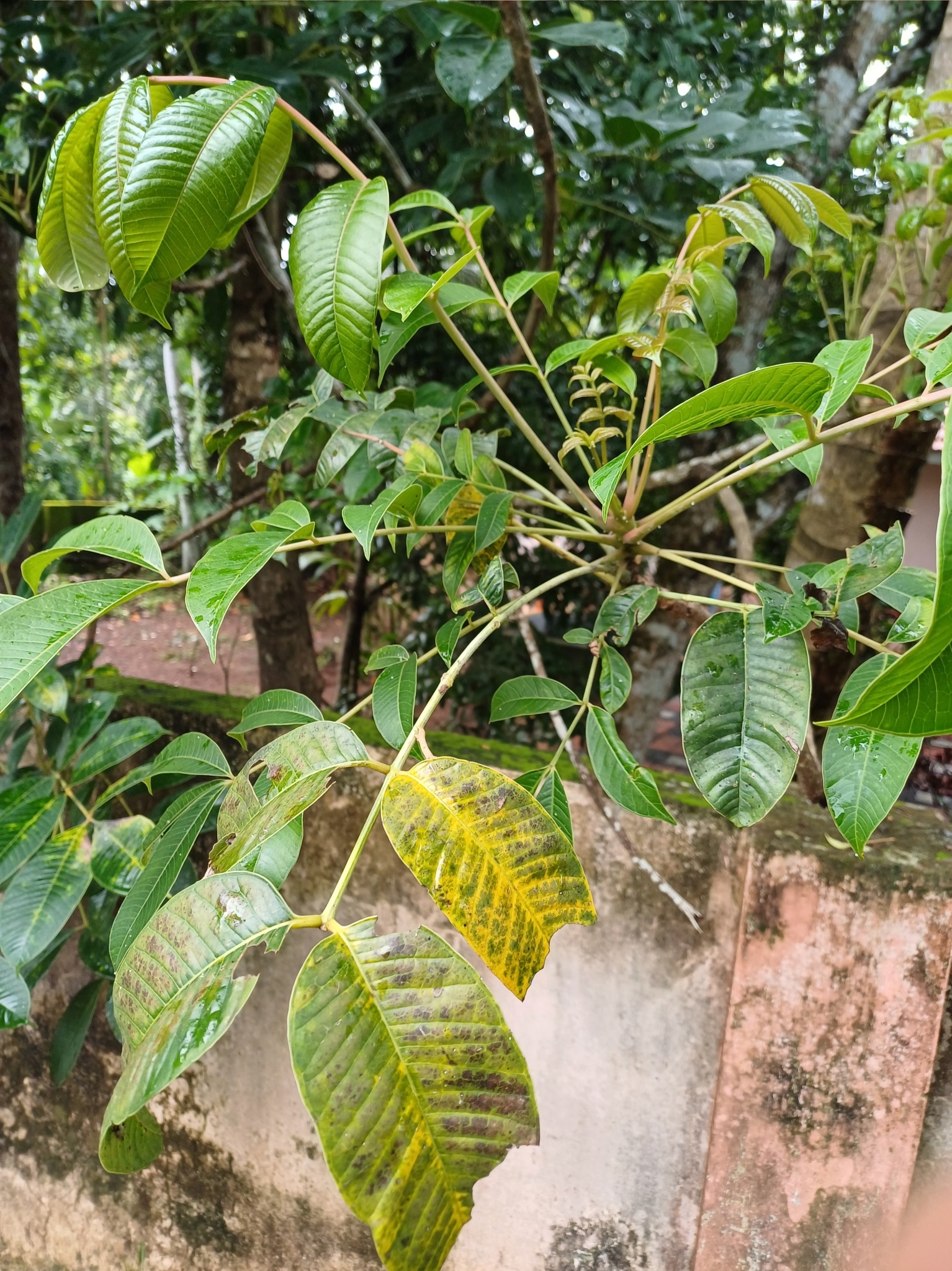 Imagem de Taperebá