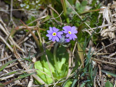 Primula algida