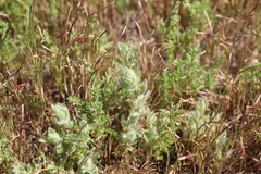 Chloropyron molle hispidum
