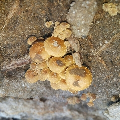 Pholiota subflammans