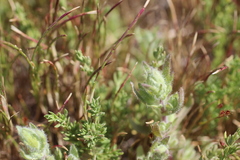 Chloropyron molle hispidum