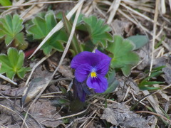 Viola altaica