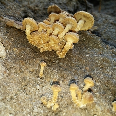 Pholiota subflammans