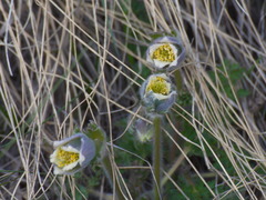 Pulsatilla campanella