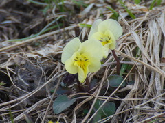 Viola altaica
