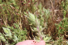 Chloropyron molle hispidum