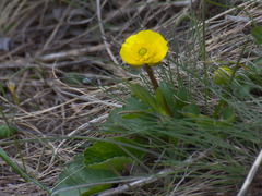 Ranunculus alberti