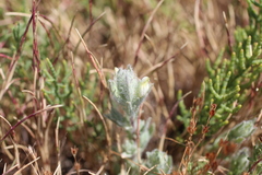 Chloropyron molle hispidum