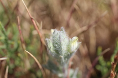 Chloropyron molle hispidum