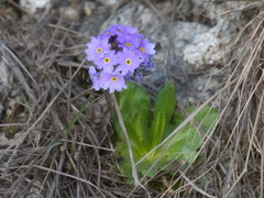 Primula algida