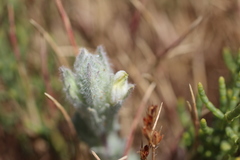 Chloropyron molle hispidum