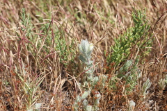 Chloropyron molle hispidum