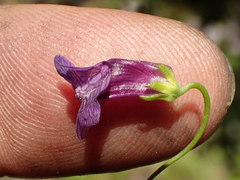 Antirrhineae