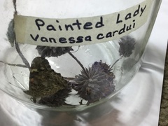 Vanessa cardui