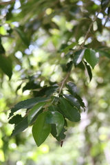 Drypetes lateriflora