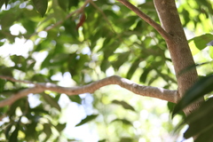 Drypetes lateriflora