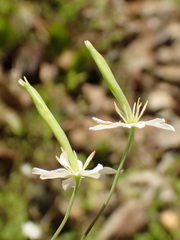 Meconella denticulata