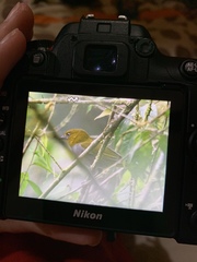 Chlorospingus flavigularis