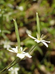 Meconella denticulata