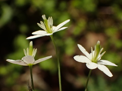 Meconella denticulata