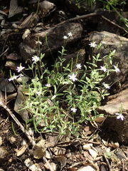 Meconella denticulata