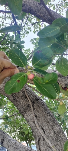 Ficus hirsuta observed 2024-06-22
