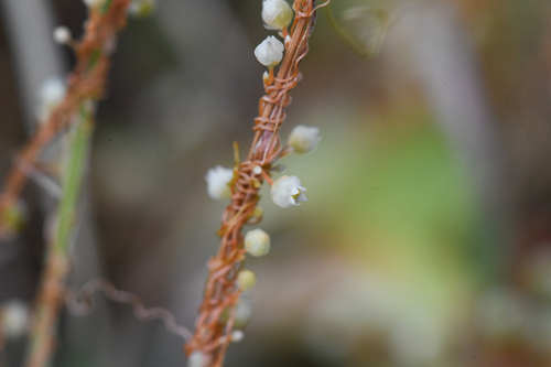 Jepson's dodder (Cuscuta jepsonii)