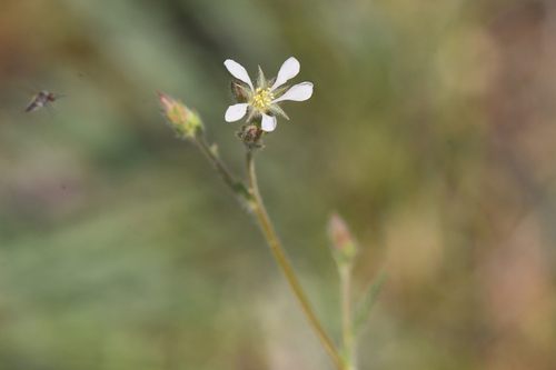 Pickering's ivesia (Ivesia pickeringii)