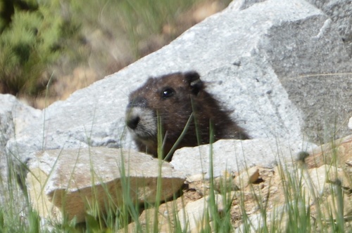 Vancouver Island Marmot