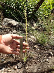 Platanthera cooperi