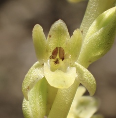 Platanthera cooperi