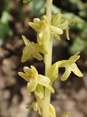 Platanthera cooperi