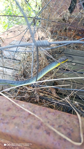 Common Tree Snake sighting