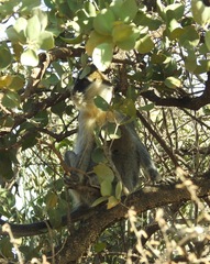 Chlorocebus aethiops