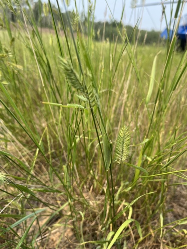 Crested Wheatgrass