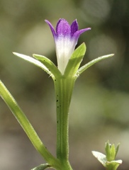 Githopsis diffusa diffusa