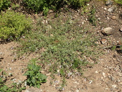 Githopsis diffusa diffusa