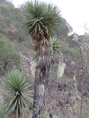 Yucca potosina