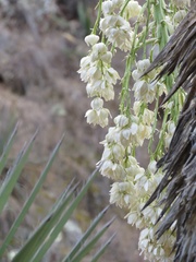 Yucca potosina