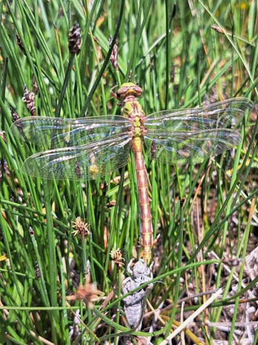 Pale Snaketail photographed in Wyoming