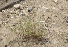 Trifolium obtusiflorum