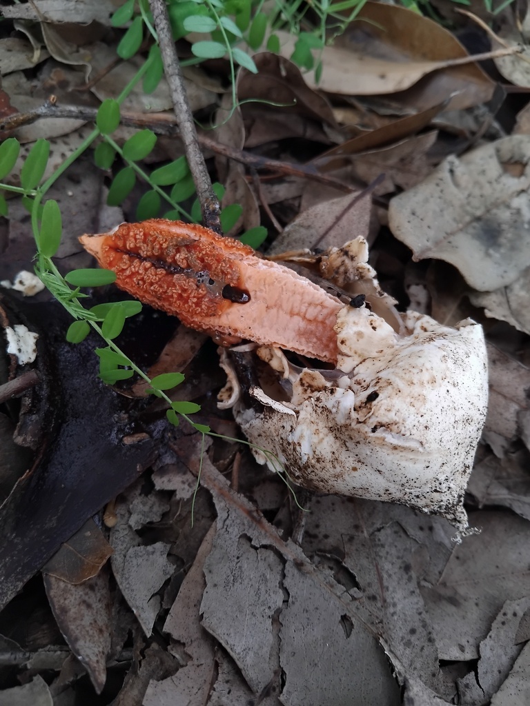 lantern stinkhorn from Sydney NSW, Australia on July 7, 2024 at 01:52 ...