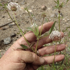 Trifolium obtusiflorum