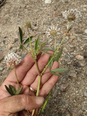 Trifolium obtusiflorum