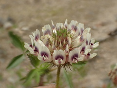 Trifolium obtusiflorum